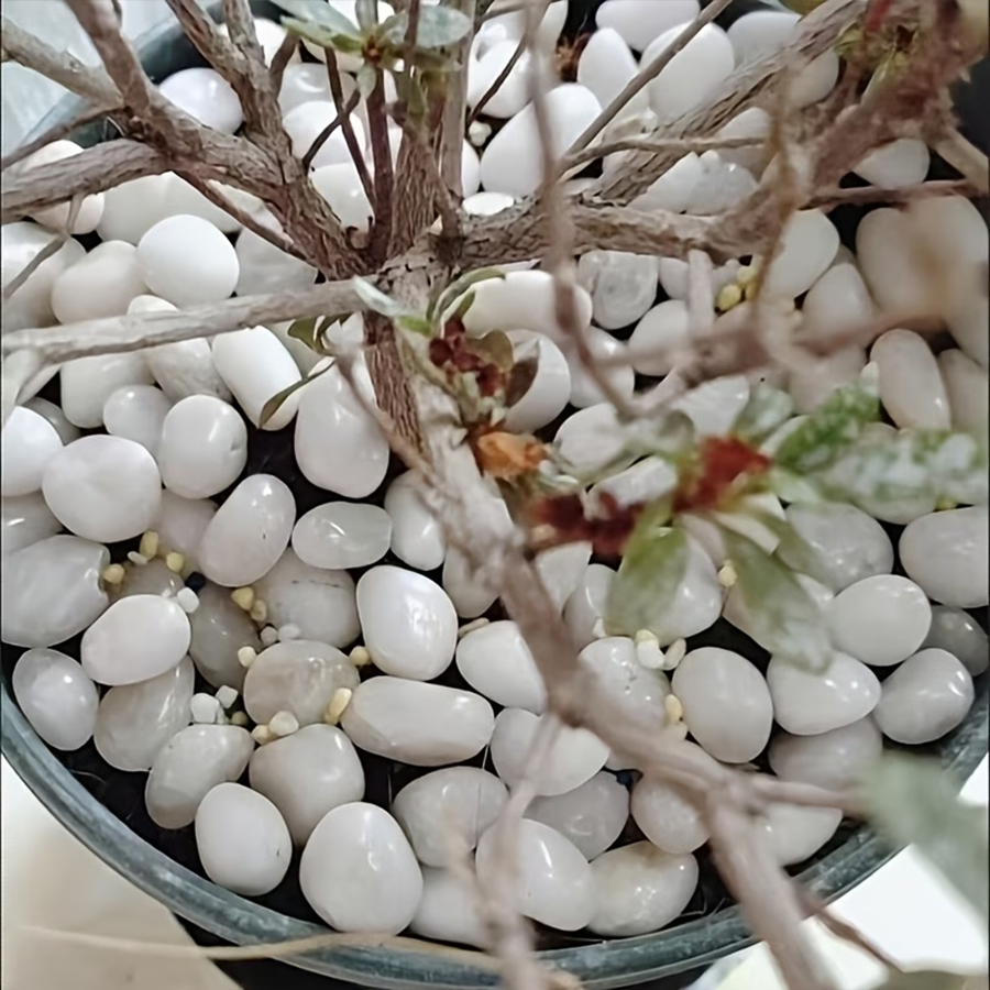300/600g 광택 처리된 흰색 자갈, 화분 표면 장 - Bonsai Rock Garden 리뷰 및 가격