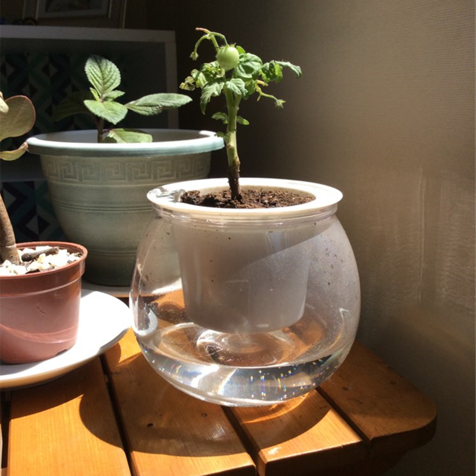 자체 급수 화분 미니 화분, 실내 다육 식물 화분, 어 - Japanese Garden Bonsai 리뷰 및 가격