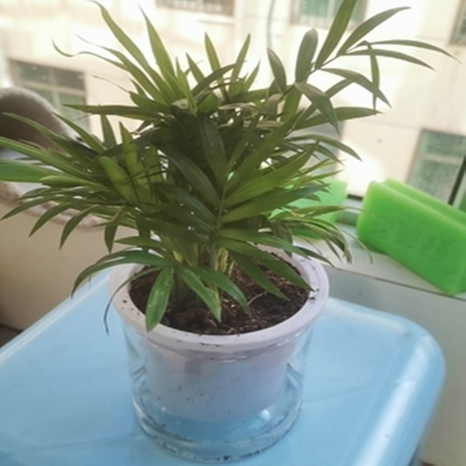 자체 급수 화분 미니 화분, 실내 다육 식물 화분, 어 - Japanese Garden Bonsai 리뷰 및 가격