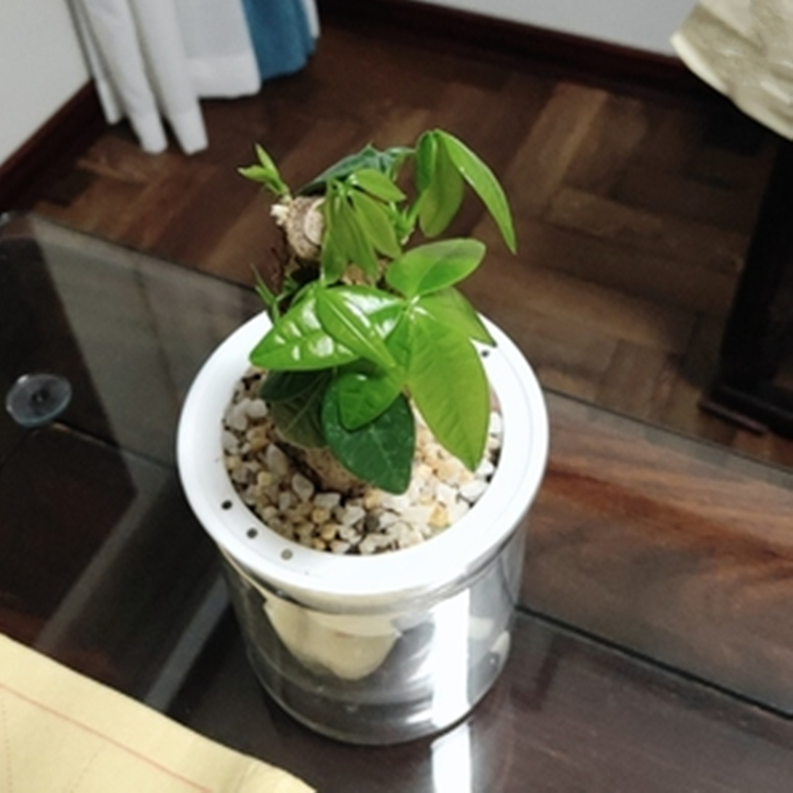 자체 급수 화분 미니 화분, 실내 다육 식물 화분, 어 - Japanese Garden Bonsai 리뷰 및 가격