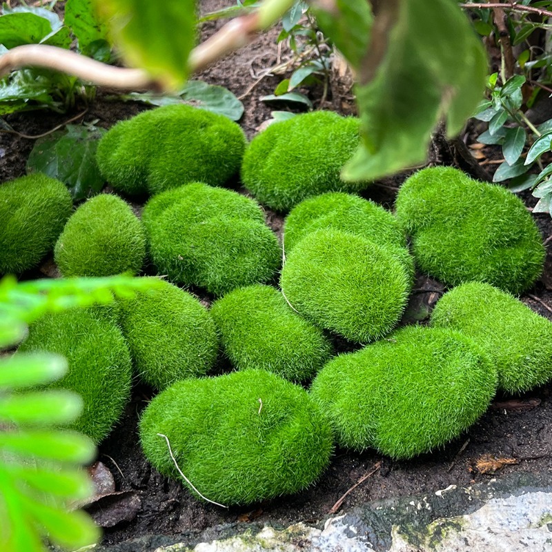 5/30pcs 시뮬레이션 이끼 돌 인공 이끼 돌 공 가 - Bonsai Rock Garden 리뷰 및 가격