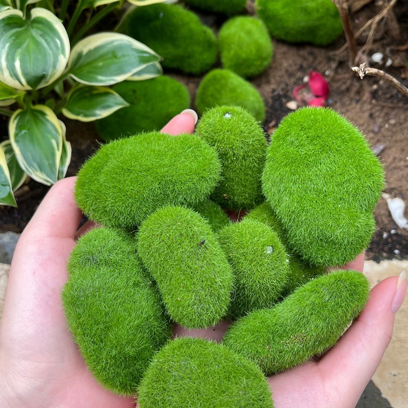 5/30pcs 시뮬레이션 이끼 돌 인공 이끼 돌 공 가 - Bonsai Rock Garden 리뷰 및 가격