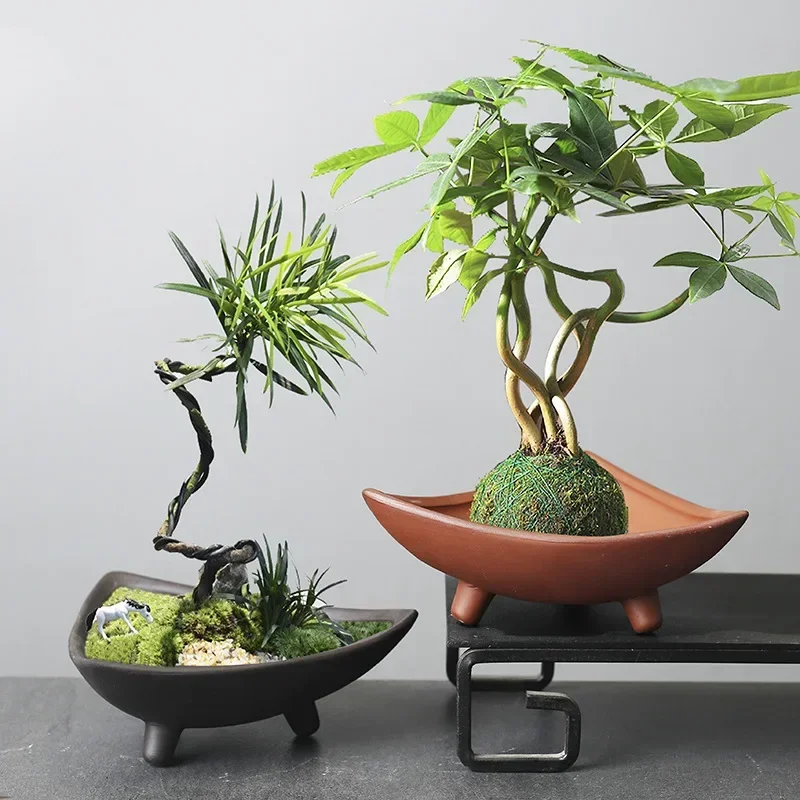 맞춤형 세라믹 화분, 대나무 실내 마이크로 조경 식물, - Japanese Garden Bonsai 리뷰 및 가격