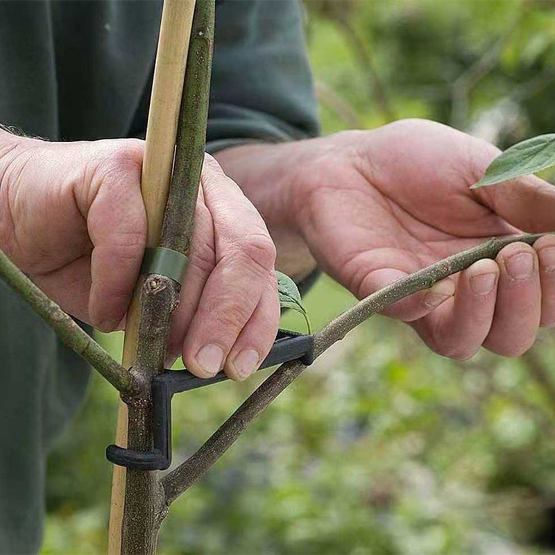 10-30Pcs 과일 나무 클립 식물 덩굴 지원 트위스 - Bonsai Garden Tools 리뷰 및 가격
